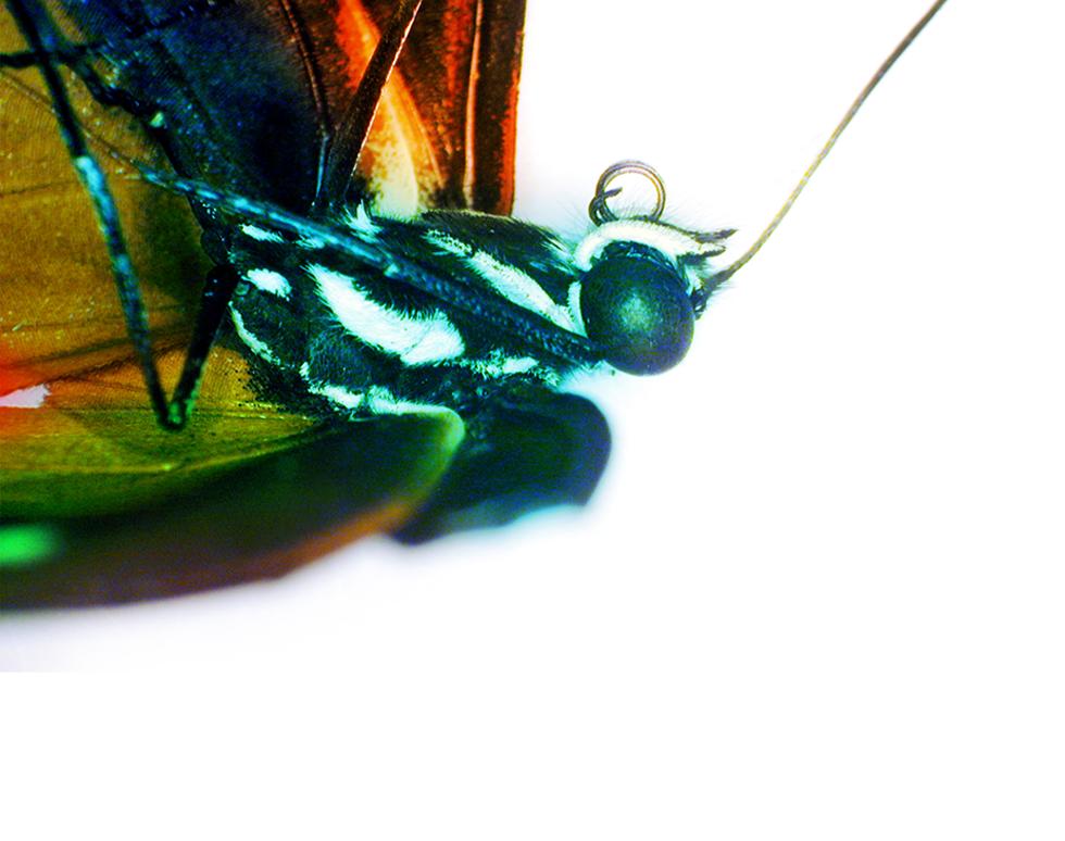 Butterfly Rainbow - Nazira Albargothy